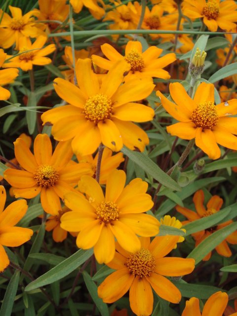 Zinnia angustifolia 'Star Orange' fleur